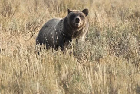 Backpacker Assaulted by Grizzly in Wilderness Area Flown to Hospital